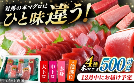 【12月中にお届け】対馬産 生 本マグロ 500g （赤身、中トロ、大トロ）《対馬市》【対海】[WAH025-12] 2276529 - 長崎県対馬市