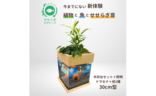 せせらぎビオトープ　30cm型照明+木枠台セット（ドラセナ＋他1種）