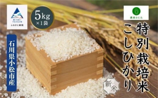 コシヒカリ 5kg 特別栽培米 令和7年産 こしひかり 精米 新米 コメ お米 こめ 石川県 小松市 【農家ふじた】 2277779 - 石川県小松市