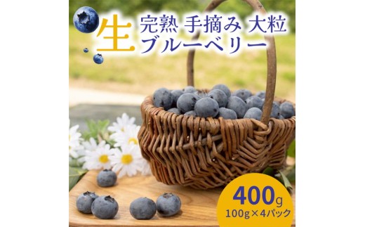 【先行受付予約】知多半島 生ブルーベリー 400g（100g×4パック） 完熟 果物 フルーツ 旬 農園直送 青果物 国産 健康 美容 愛知県 美浜町 ブルーベリーの里みはま 産地直送 ※2026年6月上旬～8月中旬に順次発送予定 送料無料 数量限定 期間限定 ※北海道・沖縄・離島への配送不可
