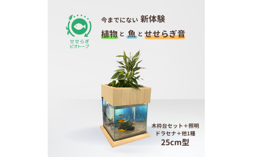 せせらぎビオトープ　25cm型照明+木枠台セット（ドラセナ＋他1種）