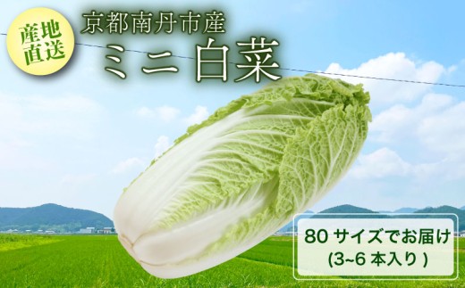 【先行受付】【産地直送】 ミニ白菜 80サイズ 3~6本入り 【12月中旬以降順次発送】 ( 野菜 ミニ 白菜 はくさい お野菜 やさい 季節 旬 旬野菜 旬の野菜 季節の野菜 新鮮野菜 サラダ 鍋 鍋の具 鍋料理 スープ 漬物 キムチ 産地直送 新鮮 おすすめ きよしファーム 南丹市 南丹 京都府 京都 ) 2296488 - 京都府京都府庁