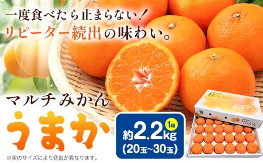 丹精込めて育てました!マルチみかん「うまか」 1箱 2.2kg [11月中旬-12月末頃に出荷予定(土日祝除く)] 広畠農園 [配送不可地域あり](離島) みかん ミカン 蜜柑 早生 柑橘 佐那河内 徳島県 箱入り 化粧箱 S M L フルーツ 果物 くだもの 贈答 進物