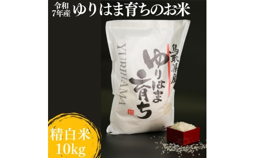 319K.ゆりはま育ちのお米◇精白米10kg◇令和7年産
