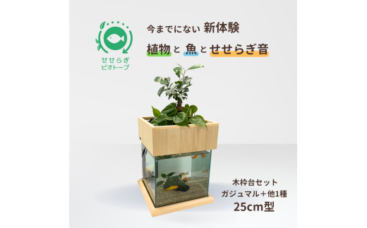 せせらぎビオトープ　25cm型基本+木枠台セット（ガジュマル＋他1種）