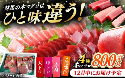 【12月中にお届け】対馬産 生 本マグロ 800g （赤身、中トロ、大トロ）《対馬市》 【対海】 [WAH026-12]