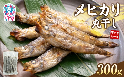 特大メヒカリ丸干し 300g（300g×1パック） | 脂のり抜群 白身魚 海鮮 干物 おつまみ 焼くだけ簡単 人気 福島県 いわき市 ふるさと納税 | DG029-300g 850301 - 福島県いわき市