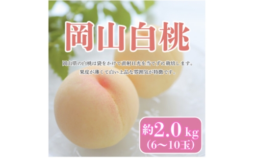 ＜2026年8月発送予定＞岡山白桃　約2kg(6～10玉)【1576280】