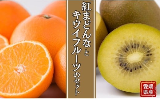 みかん 愛媛 サンゴールドキウイ ゴールドキウイ 【2025年11月下旬順次発送予定】 サンゴールドまたはゴールドキウイと紅まどんなのセット 人気 数量限定 柑橘 伊予市｜B88