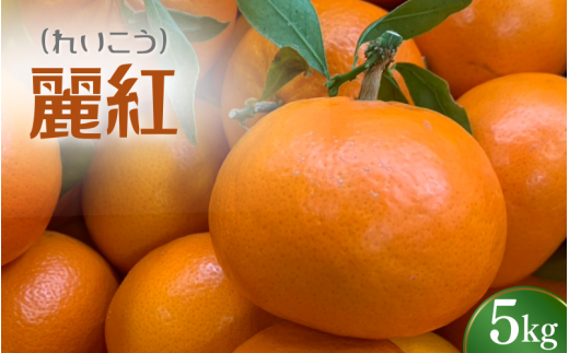  ＼先行予約／ れいこう 麗紅 5kg （2026年2月以降順次発送予定） / みかん 柑橘 珍しい ミカン 柑橘 フルーツ 果物 紀州産 和歌山県 田辺市【tcs028】 2280560 - 和歌山県田辺市