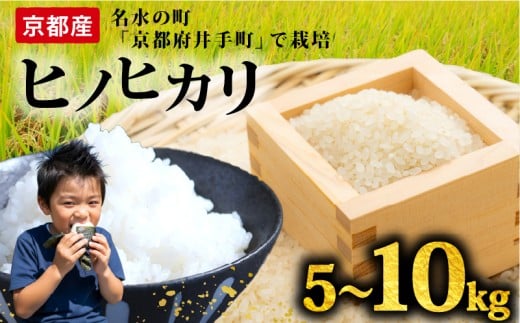 [令和7年産先行予約]ヒノヒカリ 選べる 5kg 10kg 定期便 6ヶ月 12ヶ月 令和7年 新米 精米 白米 お米 米 こめ コメ ご飯 令和7年産 5キロ 先行予約 10キロ 京都 井手町