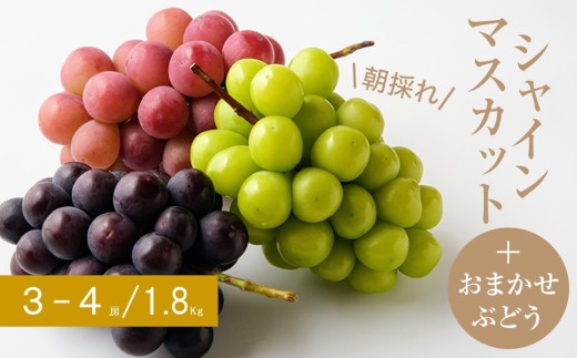 ＜2026年9月以降順次発送＞(朝採り)シャインマスカット+おまかせぶどう　計3～4房・約1.8kg【1361999】 546358 - 島根県津和野町