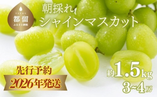 【2026年先行予約】　シャインマスカット約1.5kg（3~4房）【アズールヤード】 フルーツ 人気 甘い 糖度 山梨 大粒 種無し 種なし 山梨 やまなし 山梨県産 葡萄 ブドウ フルーツ 果物 くだもの シャイン マスカット ぶどう　直送
