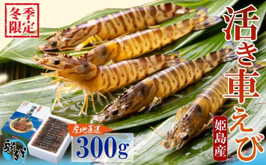 【期間限定】姫島産 活き車えび  (養殖) 300g 常温配送 お歳暮ギフト 熨斗可 【宅配ボックス不可】 国産 海鮮 ギフト 刺身 焼き しゃぶしゃぶ  A31 2263301 - 大分県姫島村