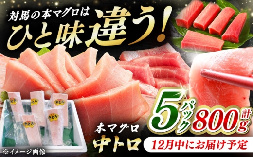 【12月中にお届け】対馬産 養殖 本マグロ 中トロ 800ｇ(5パック)《対馬市》【対海】  [WAH019-12] 2276525 - 長崎県対馬市