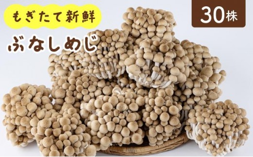 もぎたて新鮮！ぶなしめじ30株セット AT24