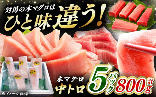 【通常配送】対馬産 養殖 本マグロ 中トロ 800ｇ(5パック)《対馬市》【対海】 [WAH019] 2276524 - 長崎県対馬市