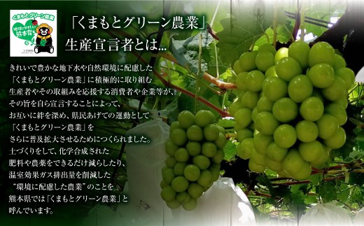 熊本県産 シャインマスカット 約1.7kg以上（2～4房）