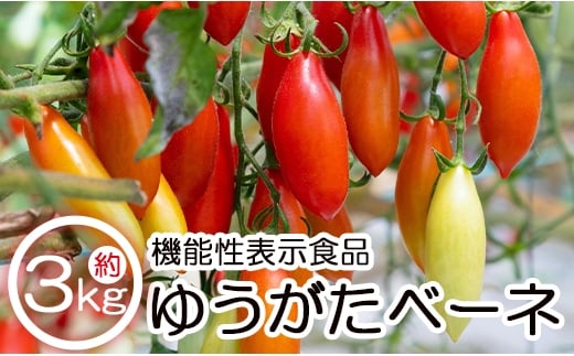 【先行受付】機能性表示食品 ミニトマト ゆうがたベーネ 3kg - ミニトマト プチトマト フルーツトマト ギフト のし対応 高糖度 お歳暮 御歳暮 贈答用 贈り物 is-0015