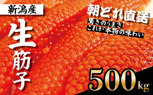 [朝どれ直送]筋子 生筋子 500g 令和7年産 いくら 鮭 生いくら 海鮮 鮮魚 朝どれ 朝採れ とれたて 国産 新潟県産 お正月 おせち 年末 年始 贈答 J51_01