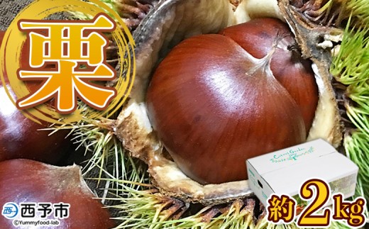 ＜中生栗 約2kg（2Lまたは3Lサイズ）愛媛県西予市産＞ クリ くり 果物 フルーツ マロン モンブラン 栗ご飯 栗きんとん 栗の甘露煮 特産品 国産 秋の味覚 食べて応援 宇都宮物産 愛媛県 西予市【冷蔵】『2025年9月上旬〜10月中旬迄に順次出荷予定』