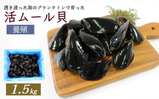 期間限定 活ムール貝 1.5kg 貝 むーるがい 季節限定 活 ムール貝 養殖 限定 貝類 三陸産 パエリア 蒸し パスタ 酒蒸し ピザ 海鮮 殻付き 新鮮 国産 大船渡市 岩手県 魚介 冷蔵 しゅうり貝 イガイ ムラサキイガイ 三陸ムール貝