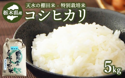 13-4[先行予約]天水の棚田米 特別栽培米 コシヒカリ 5kg 栃木県