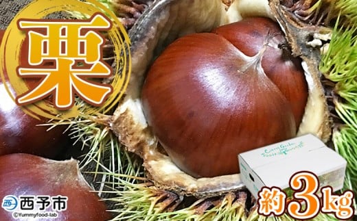 ＜中生栗 約3kg（2Lまたは3Lサイズ）愛媛県西予市産＞ クリ くり 果物 フルーツ マロン モンブラン 栗ご飯 栗きんとん 栗の甘露煮 特産品 国産 秋の味覚 食べて応援 宇都宮物産 愛媛県 西予市【冷蔵】『2025年9月上旬〜10月中旬迄に順次出荷予定』