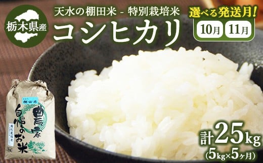 [10月下旬発送][5か月定期便]64-1 天水の棚田米 特別栽培米 コシヒカリ 5kg 栃木県