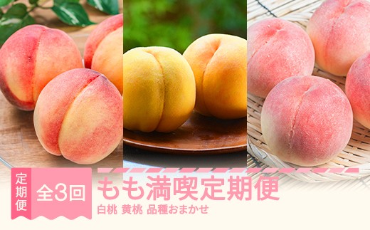【先行予約】もも満喫定期便 全3回 白桃 黄桃 秀品 2026年産 令和8年産 ※沖縄・離島への配送不可 sb-ftmox3 2273980 - 山形県村山市