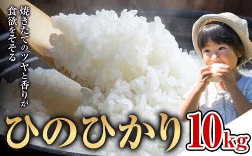 米 ひのひかり 米 計10kg 《30日以内に出荷予定(土日祝除く)》 ヒノヒカリ お米 こめ 熊本県産 精米 ブランド米 ご飯