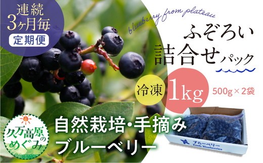 【3ヶ月定期便】農園直送 不揃い手摘み 冷凍 ブルーベリー 500g×2袋 計1kg 使い方いろいろ ｜ 愛媛県 久万高原町 廣瀬農園 自然派 高原栽培 国産 フルーツ おやつ 製菓用 スムージー ヨーグルト 朝食 ビタミンC 食物繊維 長期保存 　※離島への配送不可