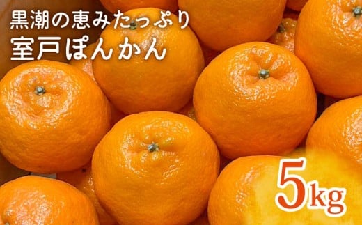 【先行予約受付中】ぽんかん 5kg ｜ 優品 室戸 ポンカン LLサイズ｜高知県室戸市の自然の恵みで育った甘くて濃厚な味わい【ふるさと納税】