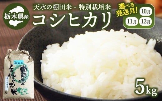 【10月下旬発送】14-5 天水の棚田米 特別栽培米 コシヒカリ 5kg 栃木県 2280665 - 栃木県那須烏山市