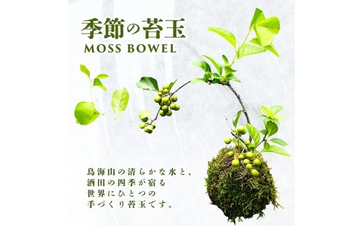 苔玉(MOSS BOWEL)  季節の苔玉 SL0276