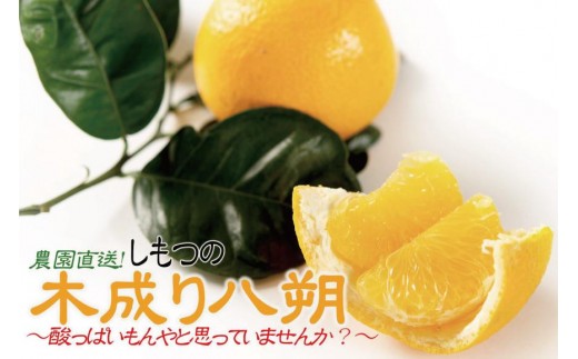 はっさく 木成り完熟 約6kg 大小混合 訳あり 家庭用 和歌山県産 まごころ産直みかん ［Mg20］