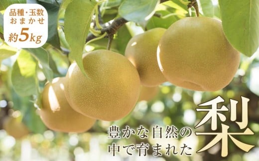 ＼10/1～寄附額改定／旬の梨（約5kg)＜筑前町産 産地直送＞【梨 なし ナシ 幸水 豊水 秋月 新高 王秋 愛宕 果物 くだもの 果実 フルーツ 新鮮 フレッシュ 旬 筑前町産 食品 おすすめ 人気 ふるさと納税 福岡県 筑前町 送料無料 AE002】