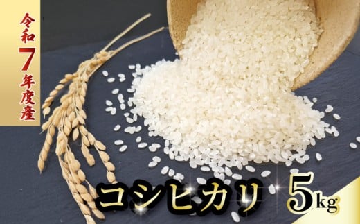 令和7年度 コシヒカリ 5キロ 数量限定 米 コメ 減農薬栽培 お米 精米 早場米 新米 ご飯 おにぎり こめ 白米 低化学肥料 高知県 南国市