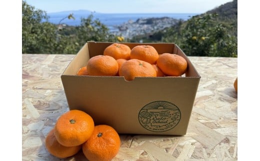 東伊豆・佐藤農園の青島みかん　家庭用3kg（Mサイズ～3Lサイズ） 1325 ／ 佐藤農園 果物 フルーツ 農家直送 静岡県 東伊豆町
