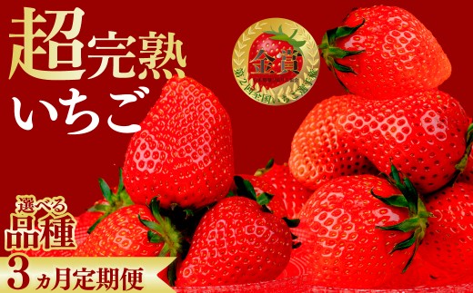 [先行受付:選べる品種][3回定期便]いちご 鈴木ファームの完熟&朝摘み やよいひめ or スカイベリー | いちご イチゴ 苺 やよいひめ 甘い あまい 完熟 果物 フルーツ くだもの 旬 産地直送 栃木県産 鈴木ファーム 栃木県 茂木町