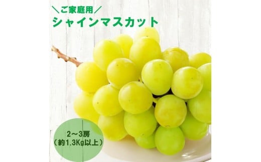 【スポット感謝企画】ご家庭用シャインマスカット　2～3房（約1.3Kg以上）