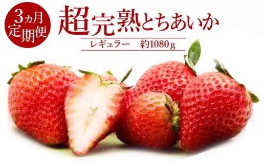 【先行受付：1月中旬以降発送】＜3回定期便＞いちご「茂木完熟いちご」　篠崎さんが育てた 朝どれとちあいか レギュラーサイズ 約270g × 4パック 合計 1080g | いちご イチゴ 苺 とちあいか 完熟 果物 フルーツ くだもの 旬 産地直送 栃木県産 篠崎いちご園 栃木県 茂木町