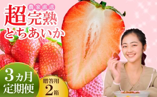 【先行受付：1月中旬以降発送】＜3回定期便＞いちご 小島さんちの完熟 とちあいか ギフト 約450g×2パック 合計 約900g | いちご イチゴ 苺 とちあいか 完熟 大粒 果物 フルーツ 贈答 ギフト くだもの あまい 甘い 産地直送 栃木県産 小島いちご園 栃木県 茂木町