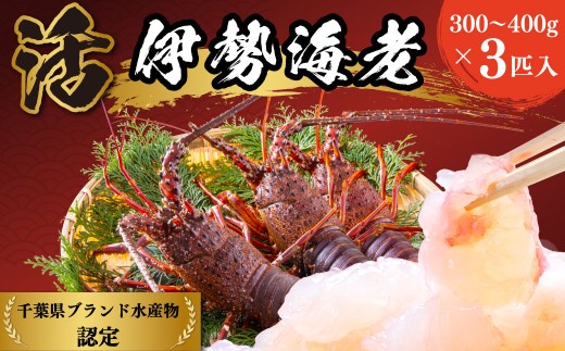 D121 活伊勢えび１.１kg（300～400g×３匹入）