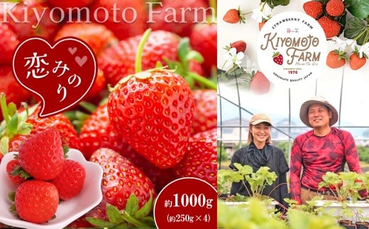 熊本 たまな産 イチゴ 恋みのり 約1000g （ 250g × 4パック ） | フルーツ 果物 くだもの 果実 苺 いちご ベリー ストロベリー  熊本県 玉名市