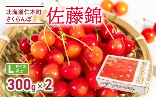 先行受付 さくらんぼ 佐藤錦 300g×2P 計600g Lサイズ 北海道 仁木町　国産 旬のフルーツ 旬の果物 デザートサクランボ チェリー フルーツ 果物 果物類 仁木 [カムナビファーム]