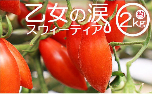 【先行受付】【高糖度】ミニトマト 高知 2kg 乙女の涙 スウィーティア - ミニトマト プチトマト フルーツトマト ギフト のし対応 高糖度 お歳暮 御歳暮 贈答用 贈り物 クリスマス 年末年始 is-0017