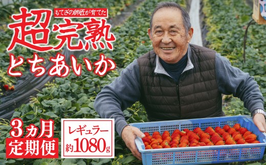 【先行受付：1月中旬以降発送】＜3回定期便＞いちご「茂木完熟いちご」師匠が育てた朝採れとちおとめ レギュラーサイズ 約270g × 4パック 計約1080g | いちご イチゴ 苺 とちおとめ 完熟 果物 フルーツくだもの 甘い あまい 旬 産地直送 栃木県産 関いちご園 栃木県 茂木町