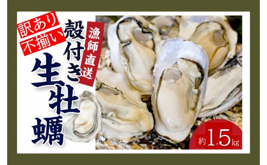 ★先行予約★《訳あり・不揃い》殻付き生牡蠣　1.5kg 【漁師直送!】冷蔵配送
