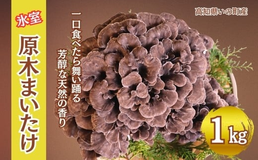 氷室原木まいたけ[2025年事前予約]1kg